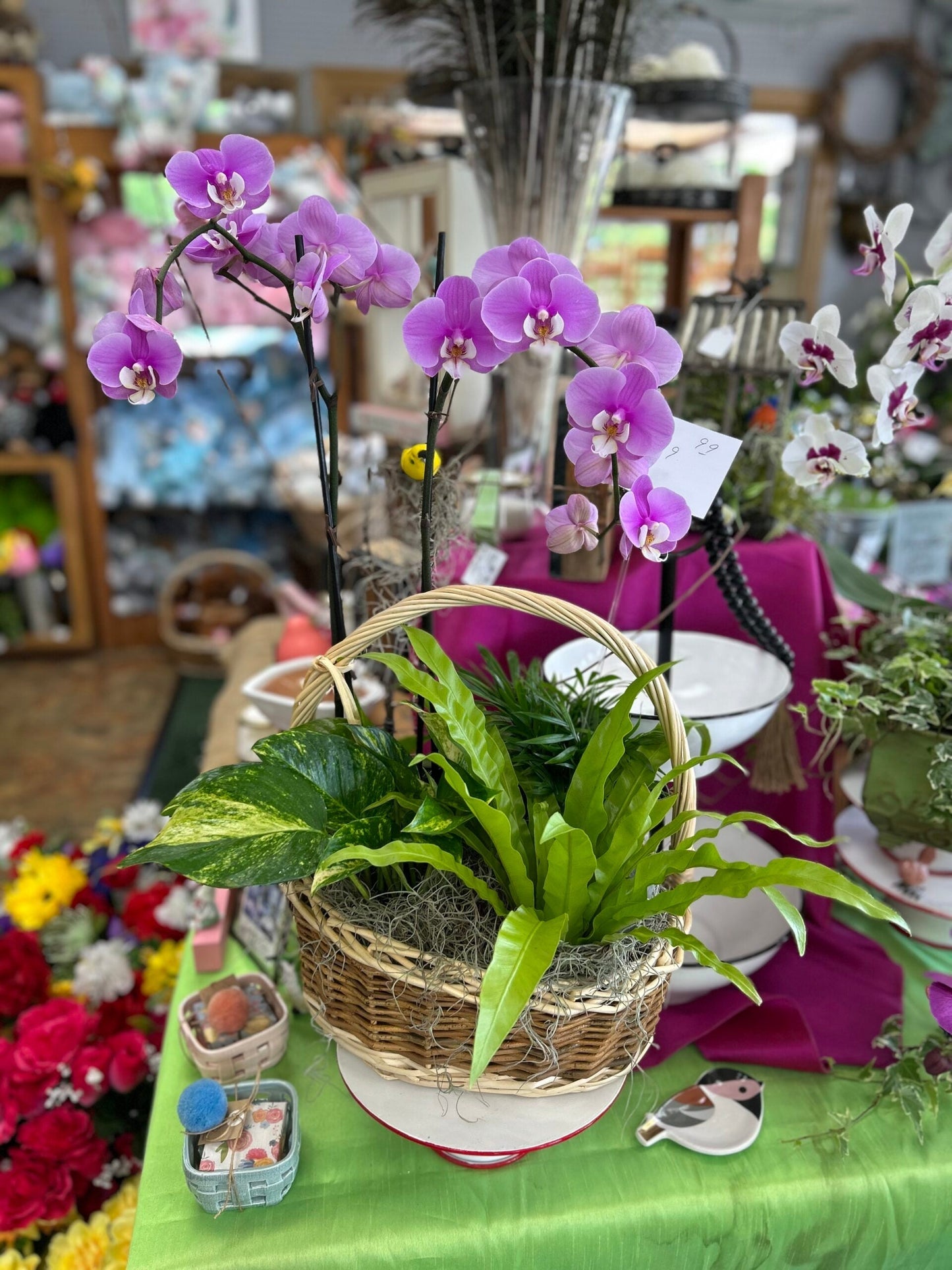Elegante Pflanzen mit Orchidee