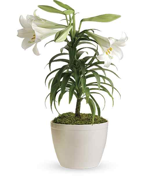 Fresh Easter Lily - Same-Day Flower Delivery in Boynton Beach, FL