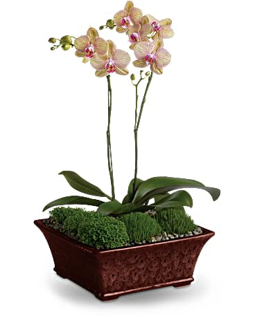 Göttliche Orchidee