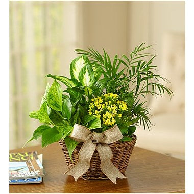 Europäischer Schalengarten