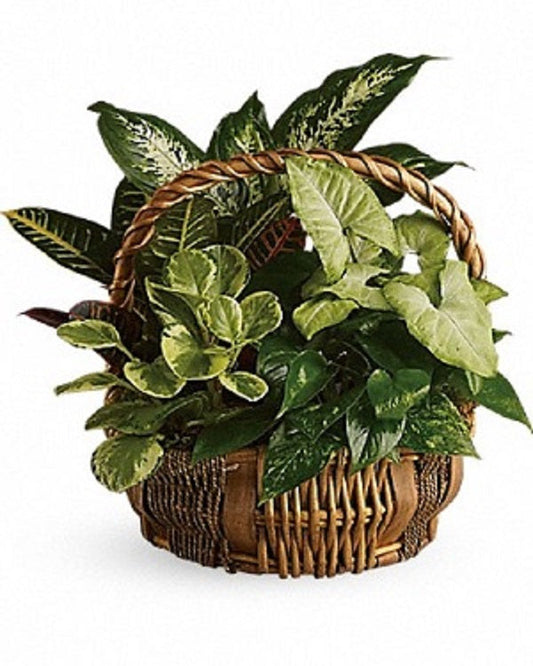 Great Garden Basket