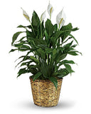 Peace Lily