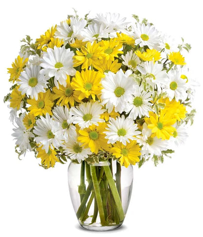 Upsy Daisy