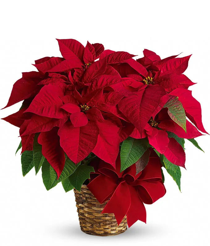 Roter Weihnachtsstern